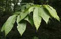 American sweet chestnut 